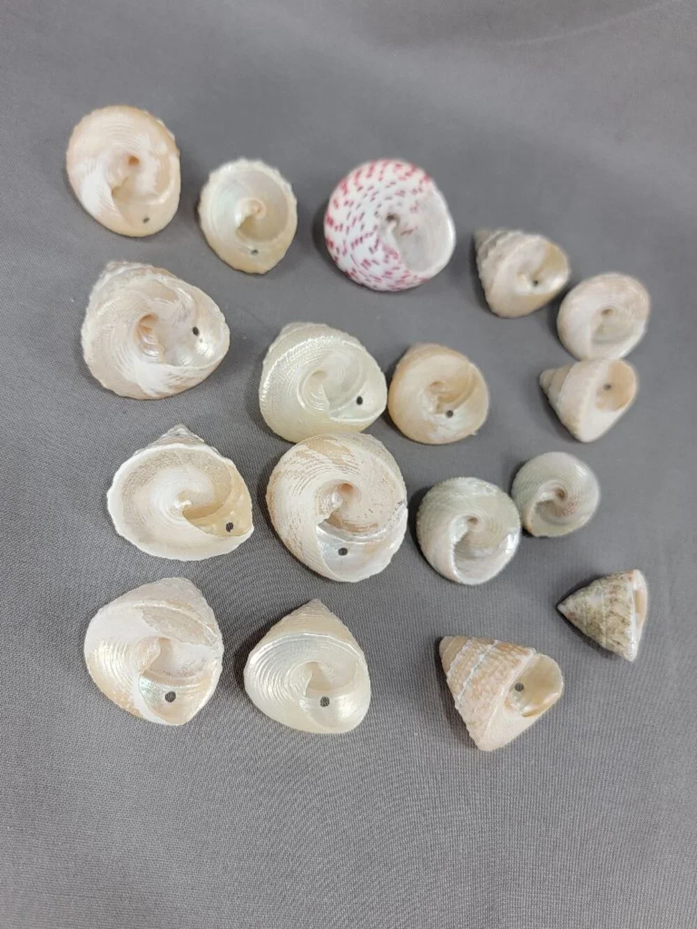 Top Trochus Shell Seashell Lot of 17 Nautical Beach Ocean Decor Crafts